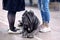 Big dog of Neapolitan Mastiff breed, old school ear cut, laying between two pairs of women legs.