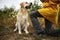 Big dog near anonymous master among green plants