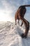 Big dog runs in the snow in winter, Great Dane explores the snow