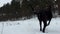 A big dog runs in the snow in winter, Great Dane explores a snow