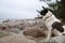 A big dog sits among the stones on the sea beach