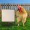 Big domestic rooster looking at blank white board - square composition