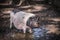 Big domestic white black dirty female pig with pink snout stands in a mud puddle