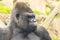 A big and dominant western lowland gorilla male