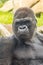 A big and dominant western lowland gorilla male