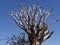 Big Dragon Tree Central Namibia.