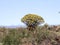 Big Dragon Tree Central Namibia.