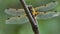 Big Dragonfly Sits on a Branch, Wild Beetle in Nature, Summer Spring Colorful Macro Wildlife