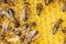 Big drone bees male honey bee and bee workers