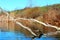 Big dry fallen tree driftwood, snag in the water of the rriver at calm autumn day