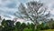 Big dry tree on overcast background