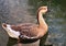 Big Duck Bird relaxing in pond Wild