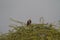 Big Eagle on Babool Tree