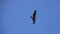Big Eagle Bird Flying in Clear Blue Sky
