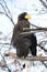 Big eagle with yellow beak (Haliaeetus pelagicus)