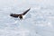 Big eagles, snow sea. Flight White-tailed eagle, Haliaeetus albicilla, Hokkaido, Japan. Action wildlife scene with ice. Eagle in f