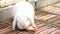 Big ear rabbit on the brick floor eats carrot stick, fed by kids traveling to the rabbit farm.