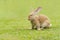 Big ears rabbit walks around on grass. Close up bunny rabbit on front face
