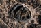 Big East Europe spider Tarantula in a hole. Tarantula spider waiting for his pray. Scary tarantula spider in wildlife