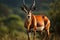 Big eastern bongo antelope. Generative AI