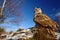 Big Eastern Siberian Eagle Owl, Bubo bubo sibiricus, sitting on meadow with snow, wide angle with blue sky