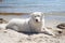 Big ebedient dog labrador is lying on the Beautiful sandy beach of Dzharylhach island near wild seaside water and cooling