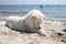 Big ebedient dog labrador is lying on the Beautiful sandy beach of Dzharylhach island near wild seaside water and cooling