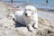 Big ebedient dog labrador is lying on the Beautiful sandy beach of Dzharylhach island near wild seaside water and cooling