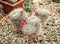 Big Echinocactus flowering plant in a greenhouse