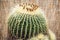 Big Echinocactus plant