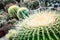 Big echinocactus plant