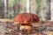 Big edible boletus edulis mushroom, known as a penny bun or king bolete growing in a pine forest - image