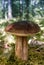 Big edible mushroom