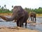 Big elefant shows trunk