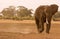 Big Elephant in Amboseli