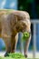 Big elephant animal eating grass at the zoo