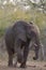 Big elephant approaching along a road tusks trunk