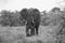 Big elephant approaching along a road tusks trunk