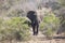 Big elephant approaching a road with tusks