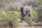 Big elephant approaching a road with tusks