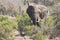 Big elephant approaching a road with tusks