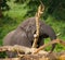 Big elephant breaks a tree. Africa. Kenya. Tanzania. Serengeti. Maasai Mara.