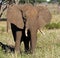 Big elephant bull flapping its ears, East Africa
