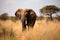 A big elephant bull in the savannah created with generative AI technology