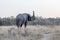 Big Elephant bull smelling with his trunk