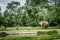 A big elephant in the cage with pool surrounding by fence and trees photo taken in Ragunan zoo Jakarta Indonesia