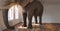 Big elephant calm in a apartment as a funny lack of space and pet concept image
