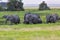 Big Elephant herd in the swamp