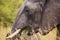 Big elephant. Kenya National Park.