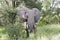 Big elephant in kruger park